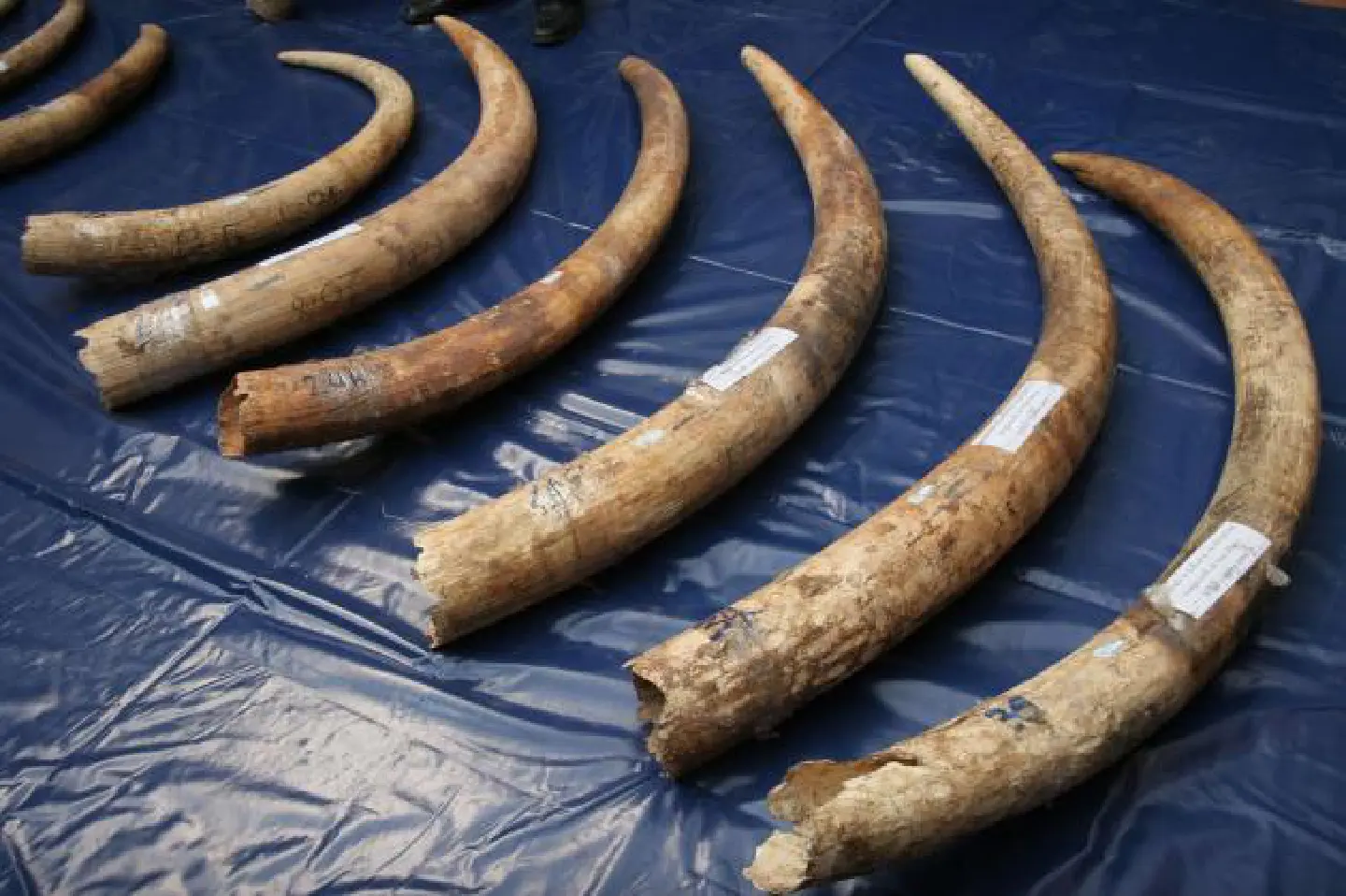 Yingluck urged to keep vow, outlaw ivory trade Yingluck urged to keep vow, outlaw ivory trade