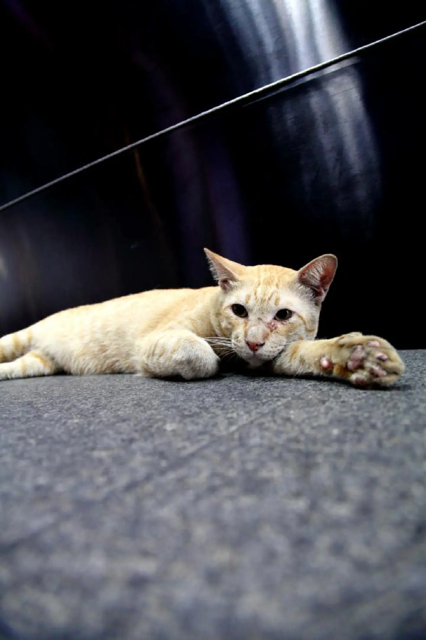 Cats make you crazy Cats make you crazy