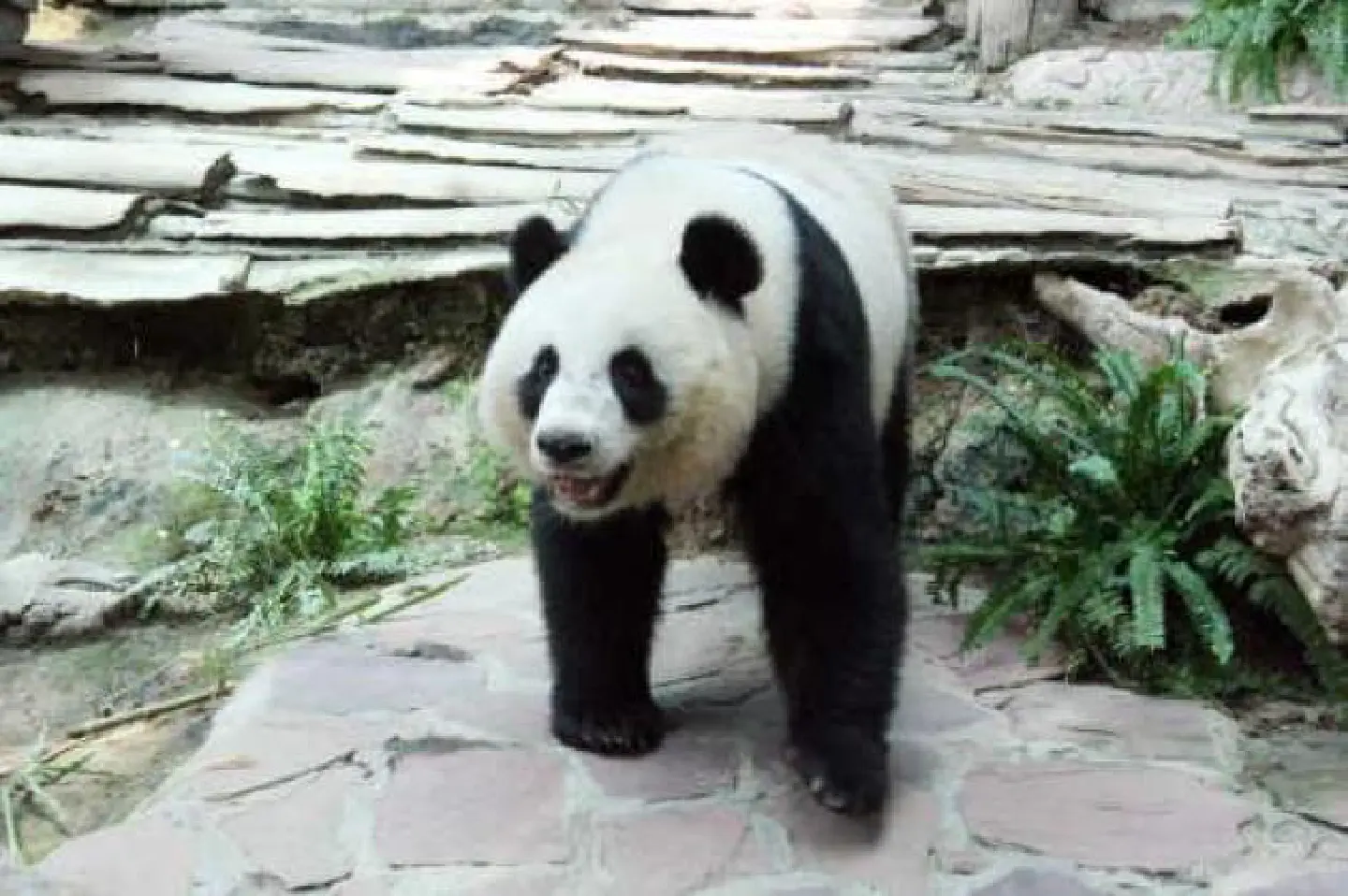 Departure date nears for Lin Ping Departure date nears for Lin Ping