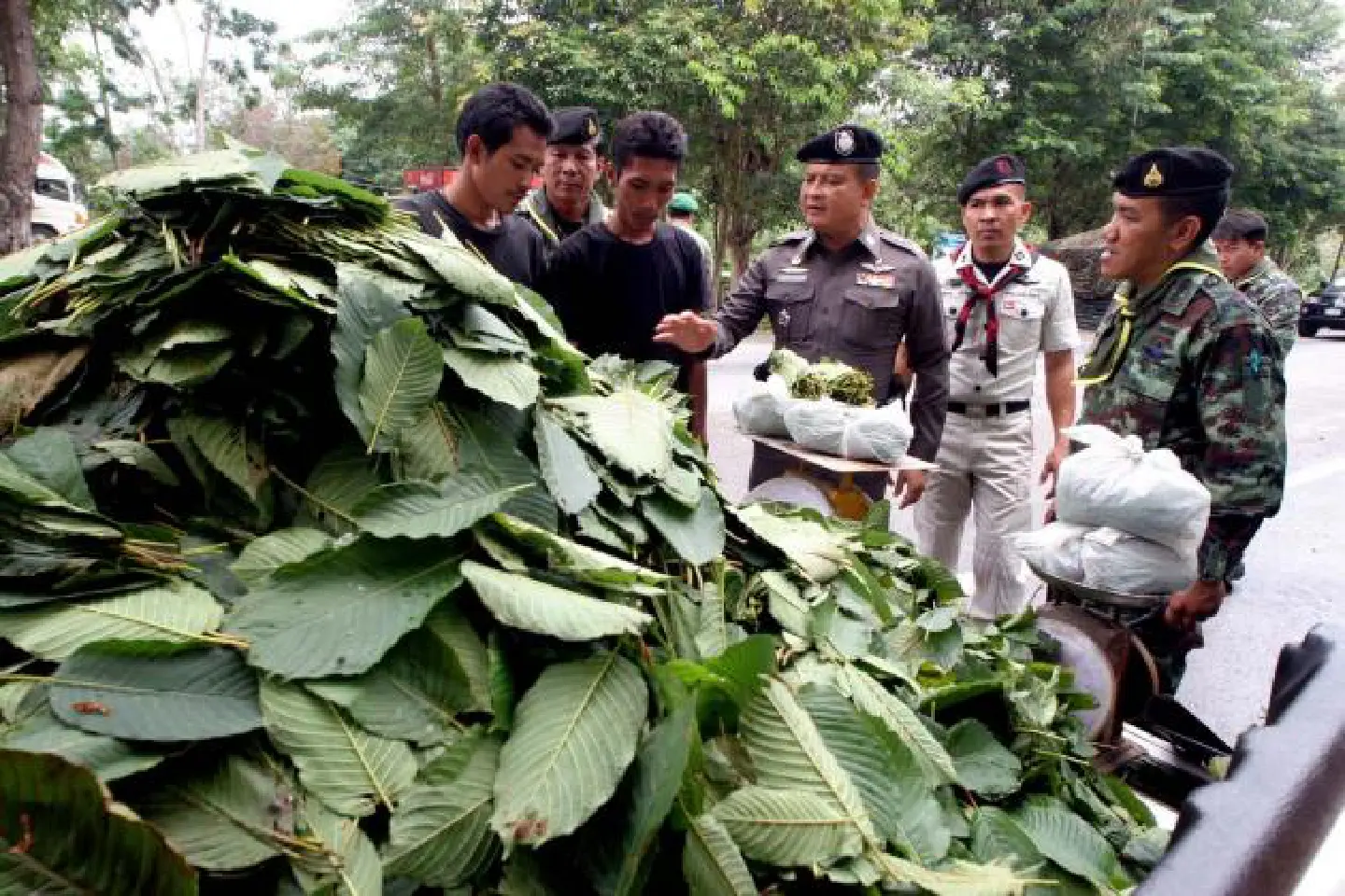 Decision yet to be reached on making 'kratom' legal Decision yet to be reached on making 'kratom' legal
