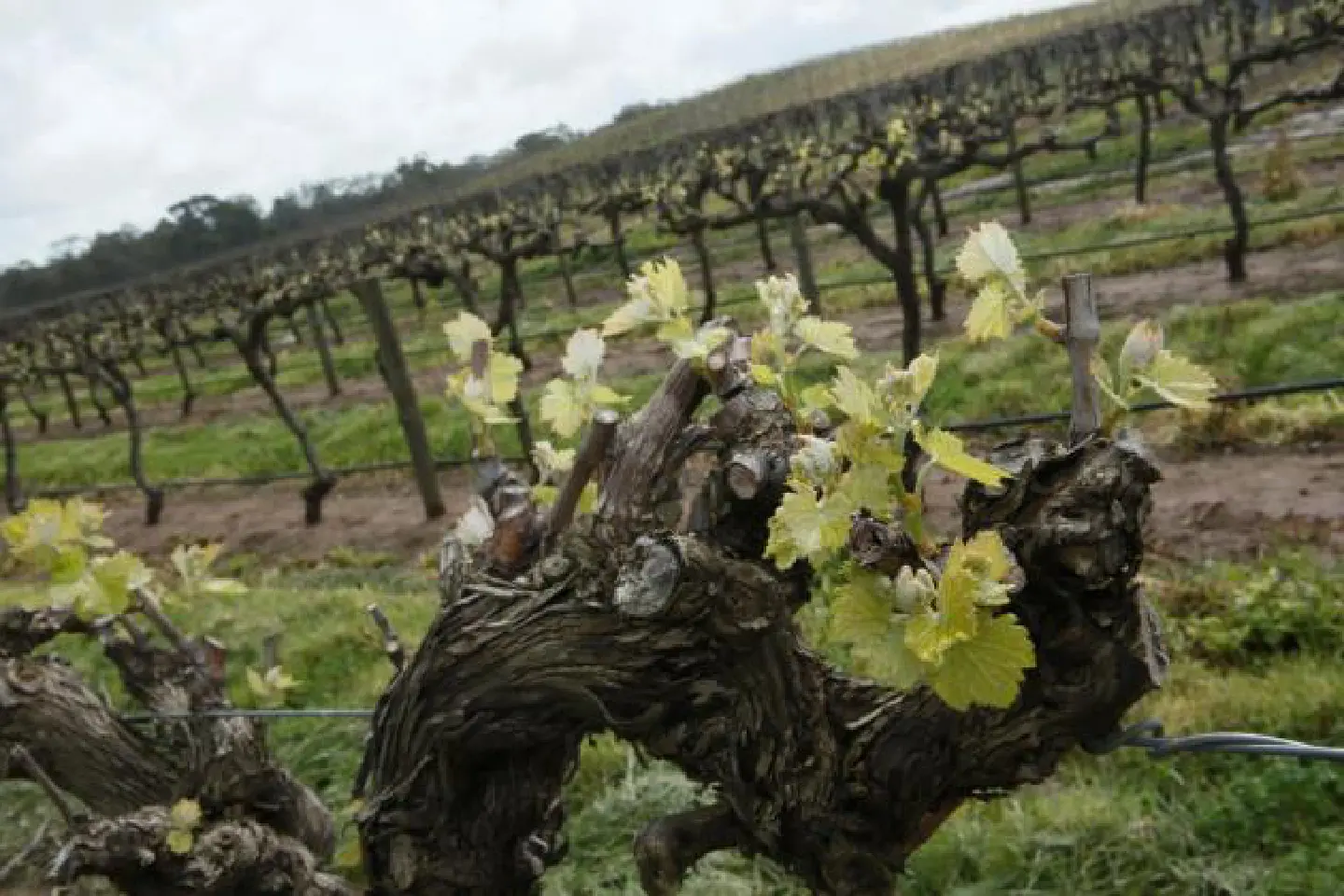 What puts the joy in Jacob's wines What puts the joy in Jacob's wines