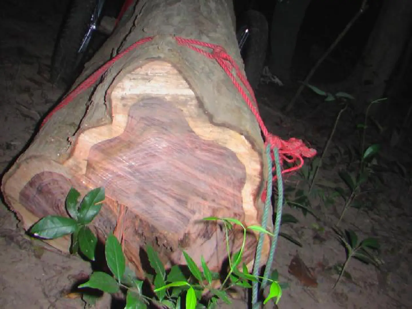 1 killed in forest shooting 1 killed in forest shooting