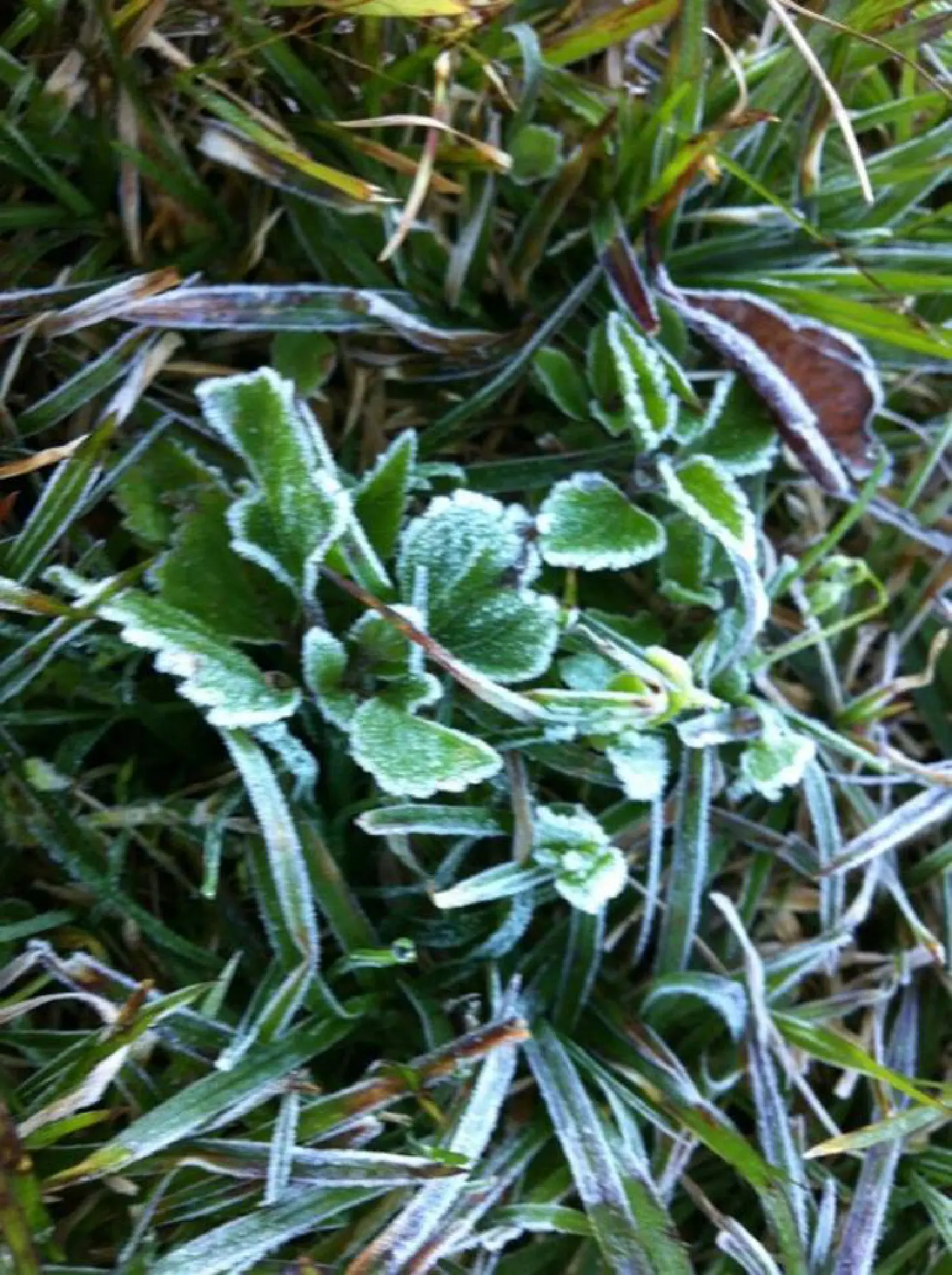 First sign of frost attracts visitors to Doi Inthanon First sign of frost attracts visitors to Doi Inthanon