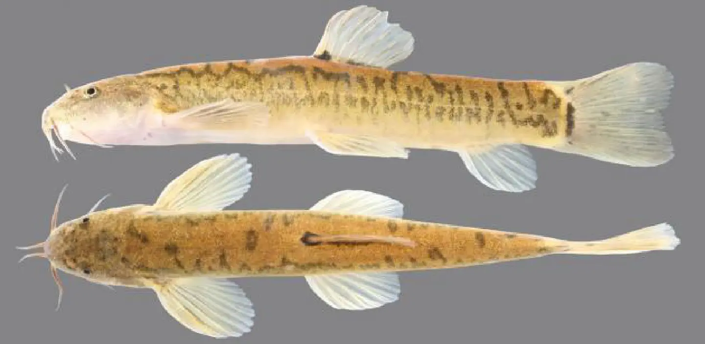 Maejo University unveils new fish species Maejo University unveils new fish species