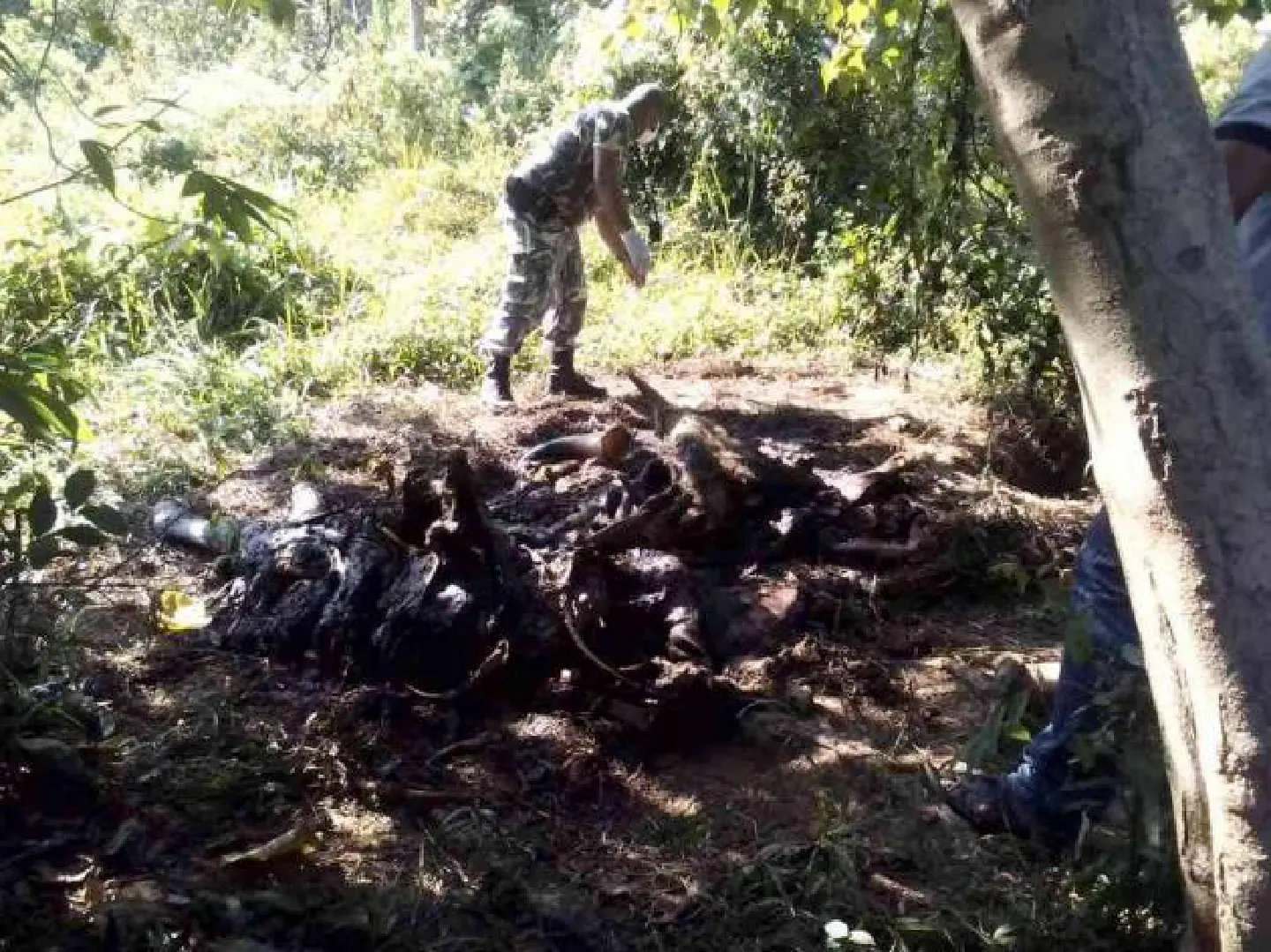 Poisoning and disease focus of probe into gaur deaths Poisoning and disease focus of probe into gaur deaths