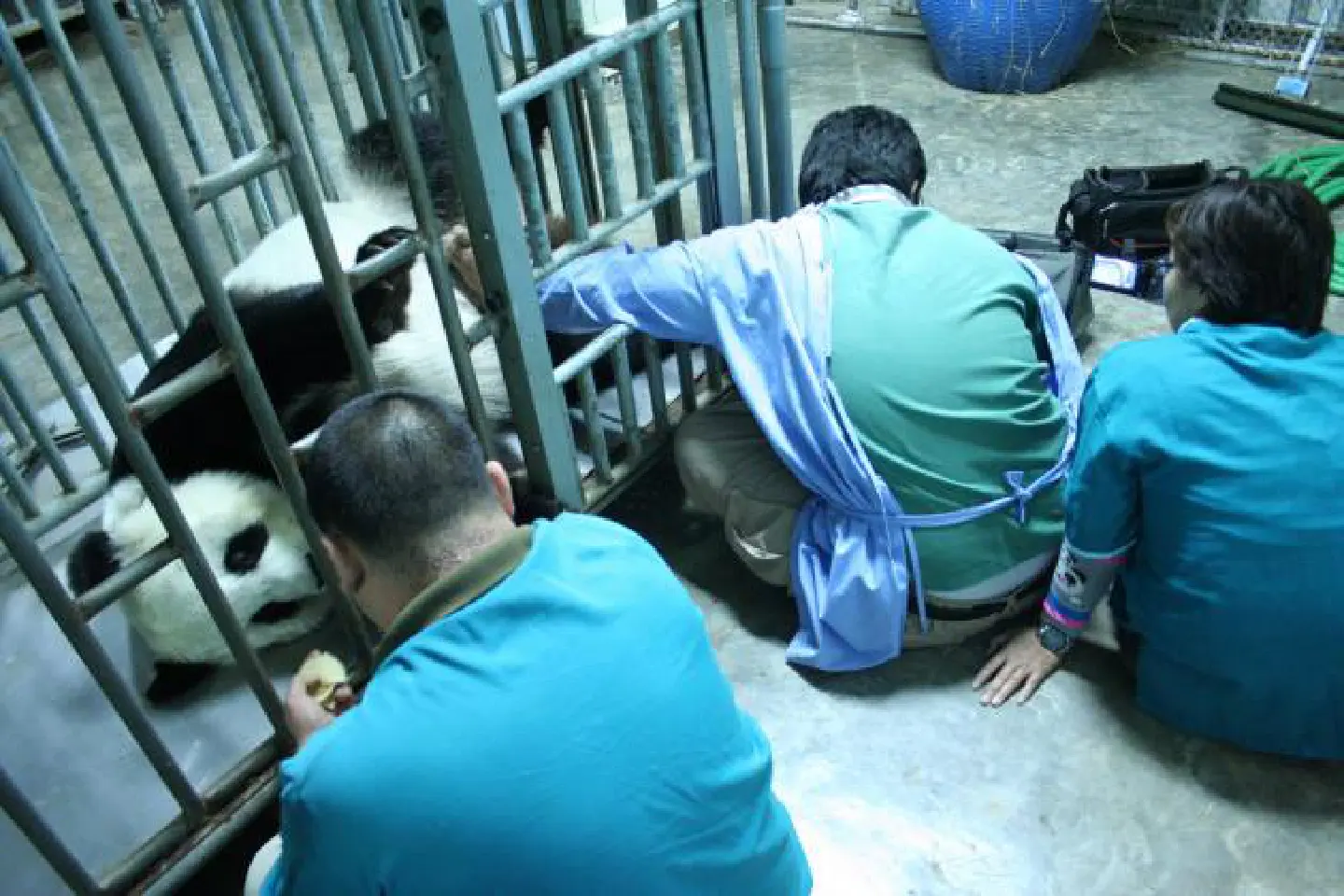 Still unknown if panda carrying twins Still unknown if panda carrying twins