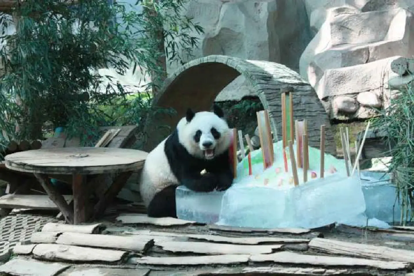 Chiang Mai Zoo on baby panda 'alert' Chiang Mai Zoo on baby panda 'alert'