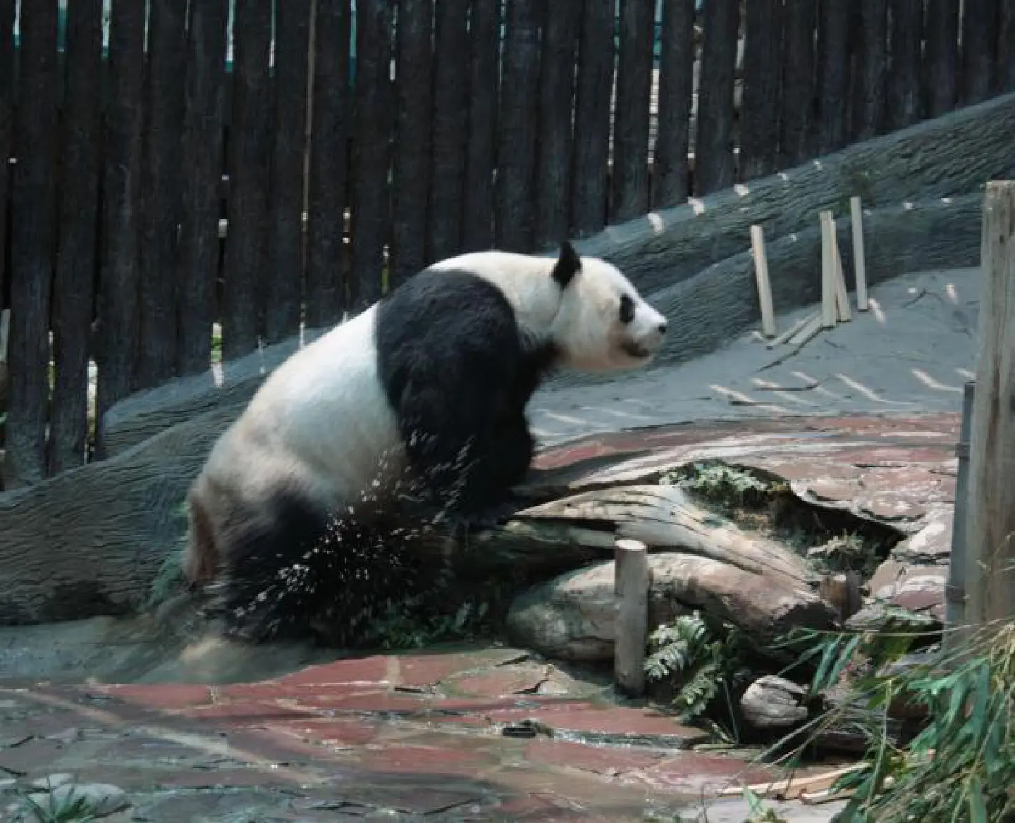 Zoo doctors unsure about panda birth Zoo doctors unsure about panda birth
