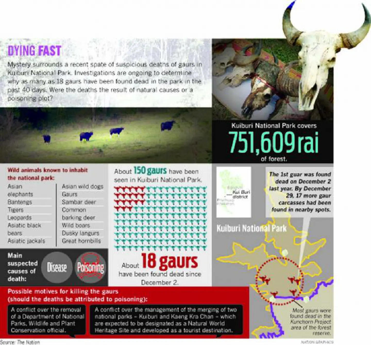 Many suspects in death of wild cattle Many suspects in death of wild cattle