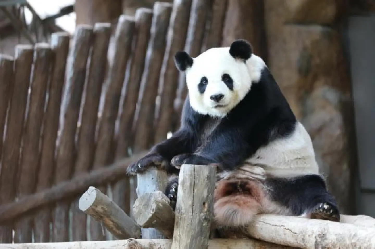 Anxious wait for panda cub in Chiang Mai Anxious wait for panda cub in Chiang Mai