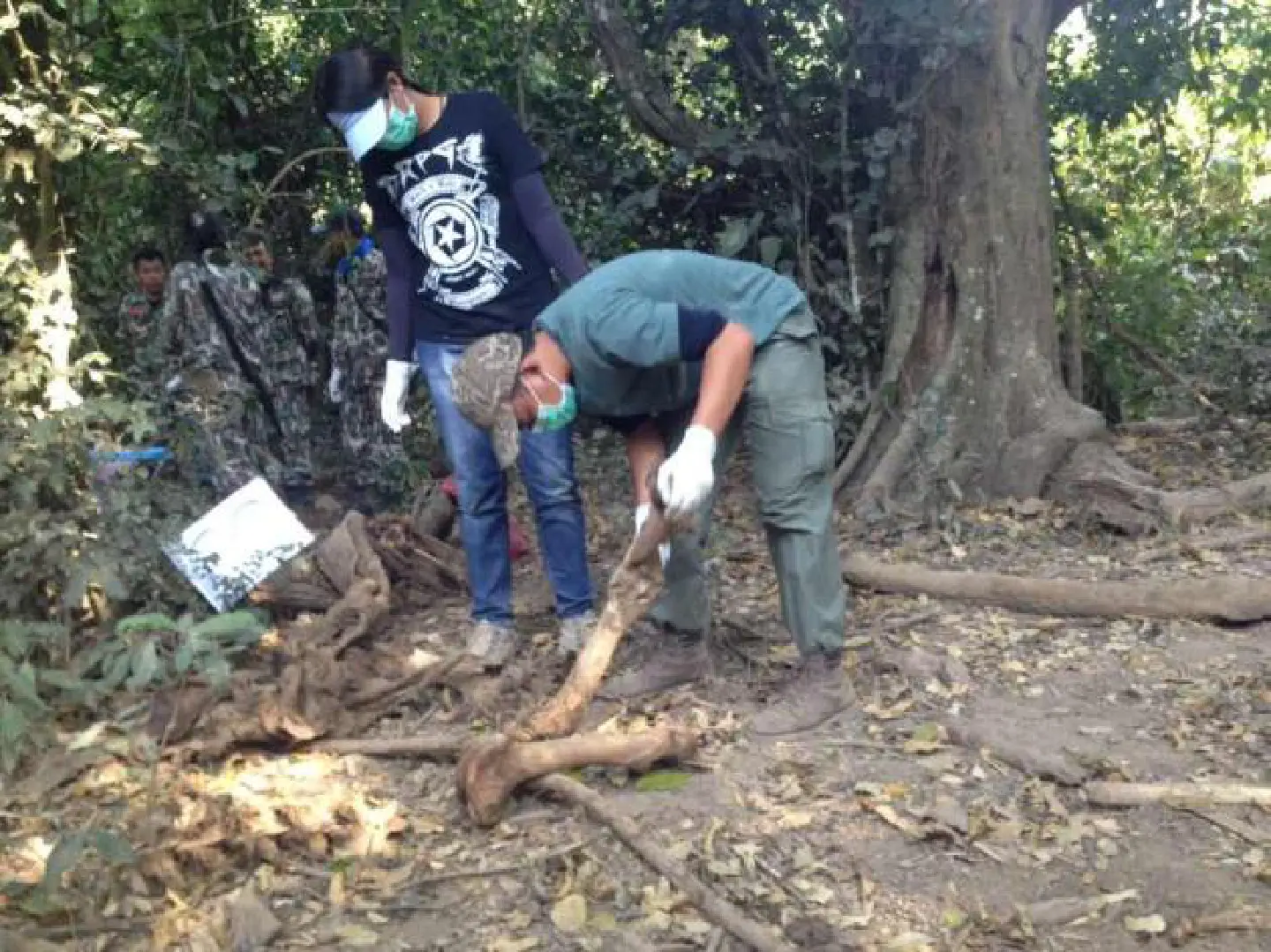 Arsenic found in dead gaurs' habitat Arsenic found in dead gaurs' habitat