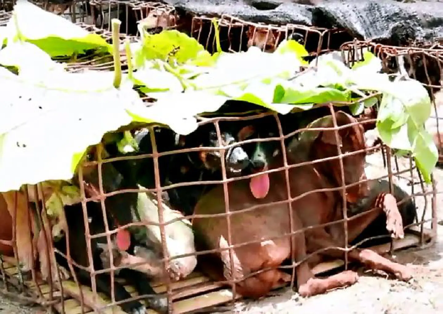 Soi Dog Foundation appeals for help Soi Dog Foundation appeals for help