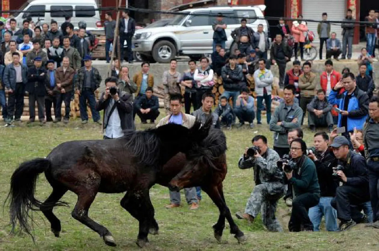 The horse comes out fighting The horse comes out fighting