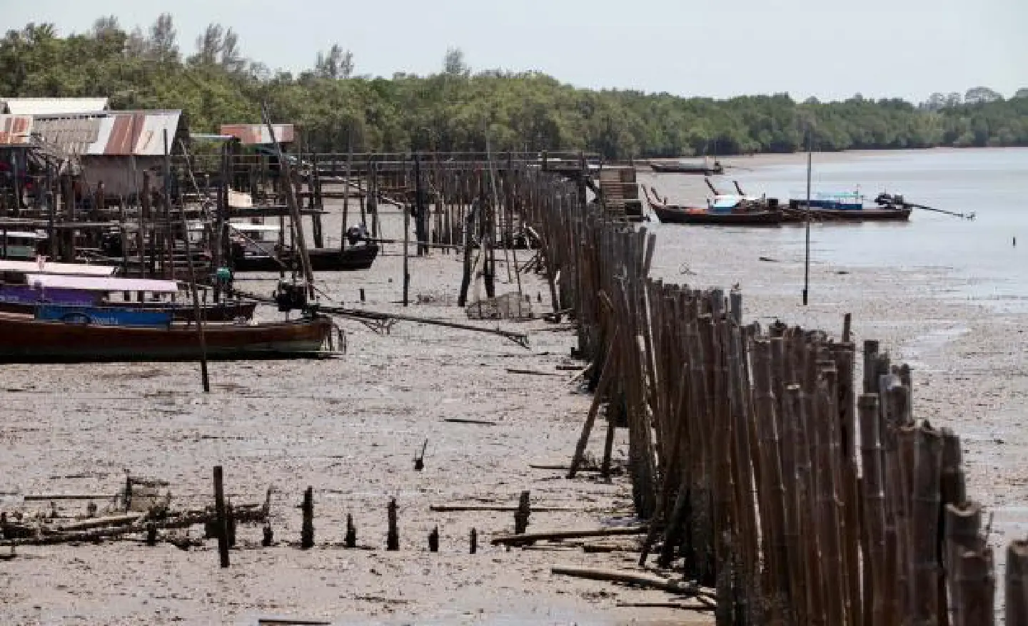Krabi villagers build bamboo barriers to protect the coast
