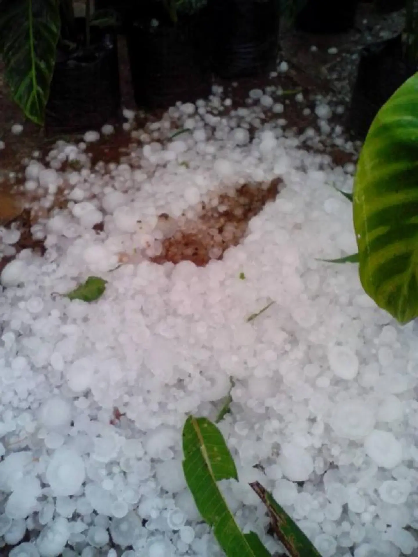 Loei hit by hailstorms Loei hit by hailstorms