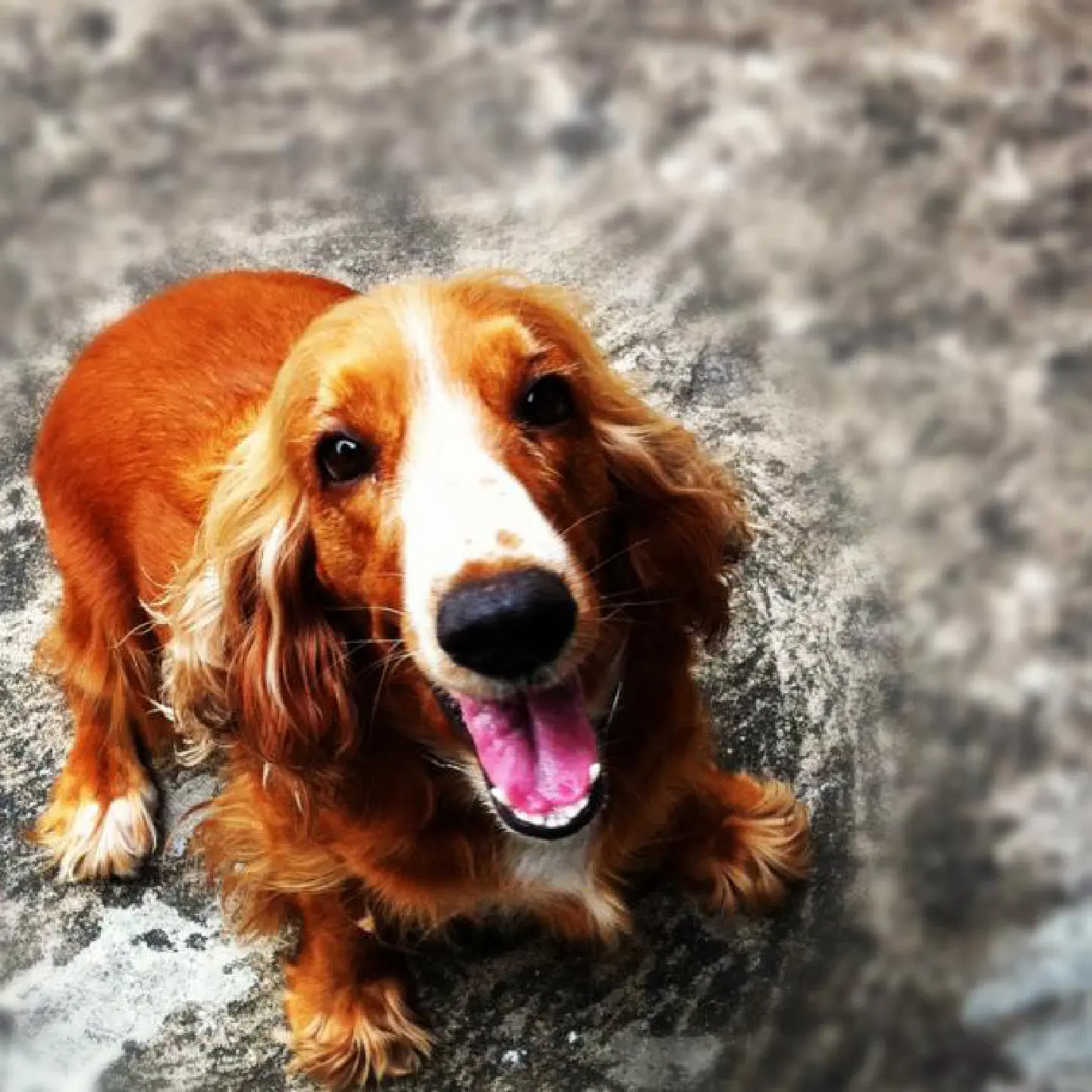 Bark all you want but we're still going to name you 'Euro' Bark all you want but we're still going to name you 'Euro'