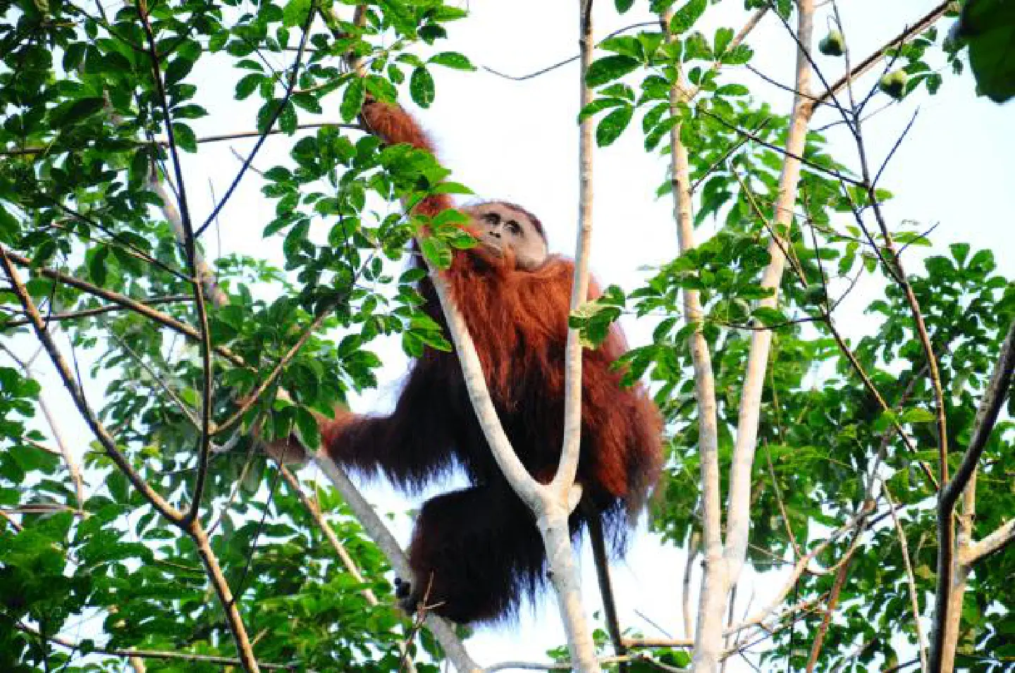 Orangutans wreak revenge on Indonesia's plantation giants