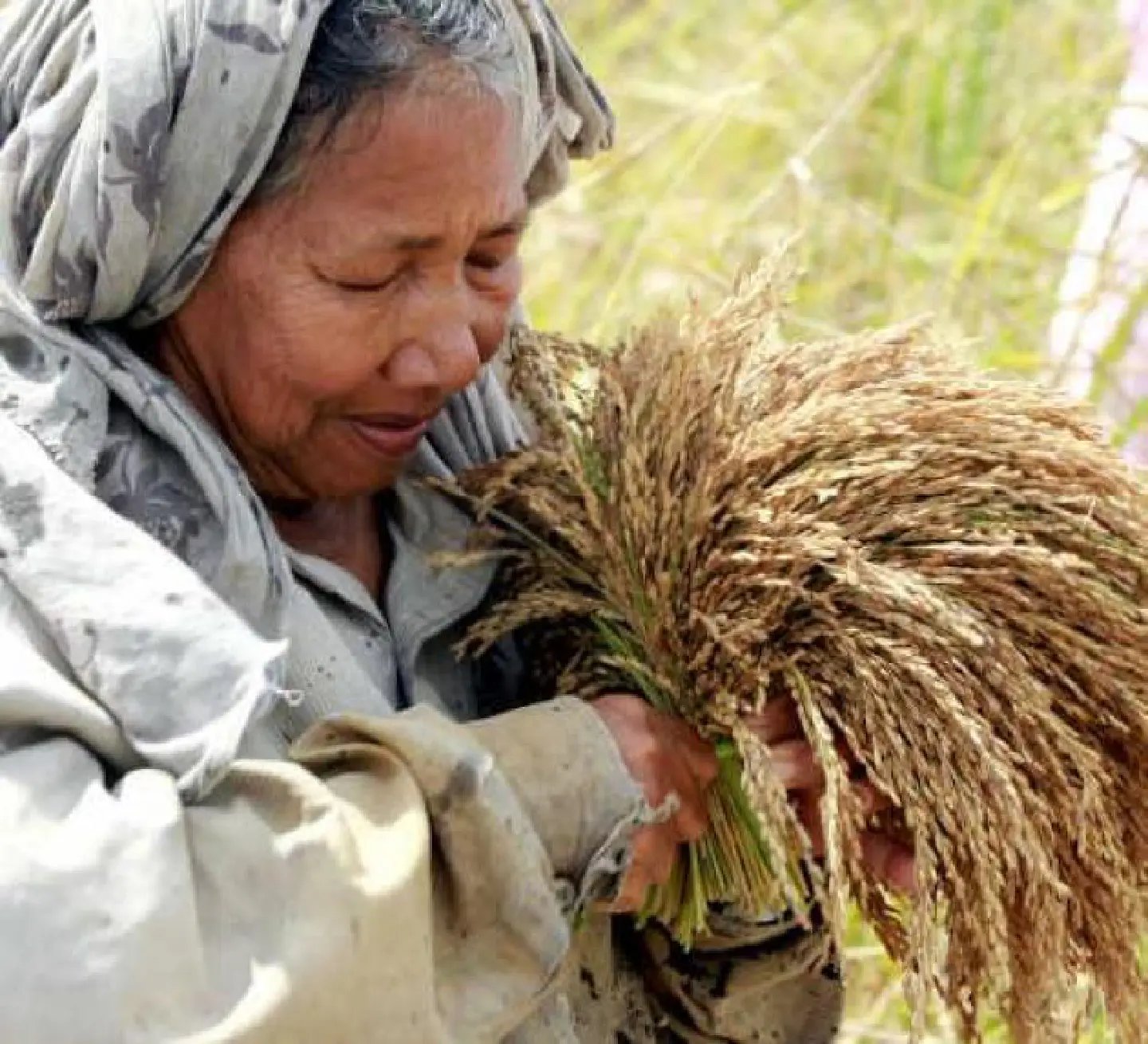 Rice sector needs long-term development plan, a seminar heard Rice sector needs long-term development plan, a seminar heard