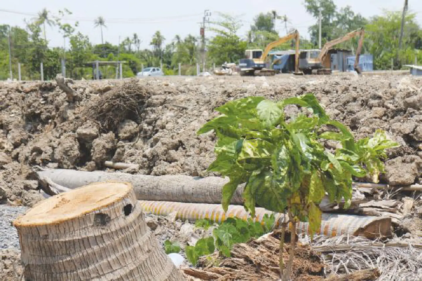 New city plan 'could ravage' the verdant Bang Krachao