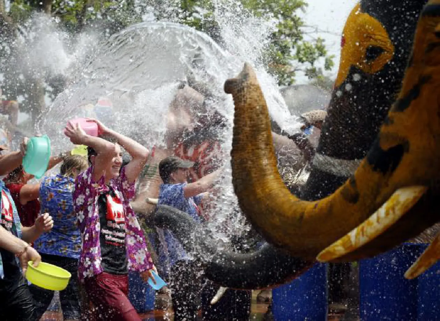 Elephants celebrate Songkran festival in Ayutthaya Elephants celebrate Songkran festival in Ayutthaya
