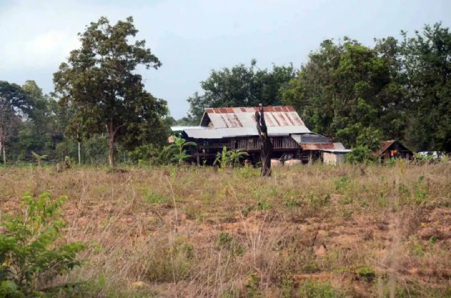 Kalasin forest reserve 'claimed for farms and homes' Kalasin forest reserve 'claimed for farms and homes'