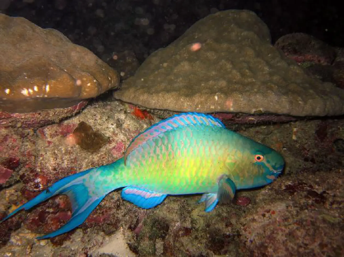 Five supermarkets remove parrotfish from shelves Five supermarkets remove parrotfish from shelves