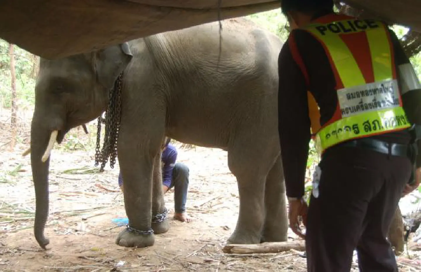 Video clip about cruelly-treated elephants prompts probe Video clip about cruelly-treated elephants prompts probe