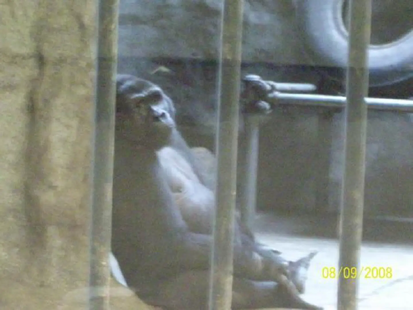 Campaign to free gorilla from high-rise zoo in Bangkok Campaign to free gorilla from high-rise zoo in Bangkok
