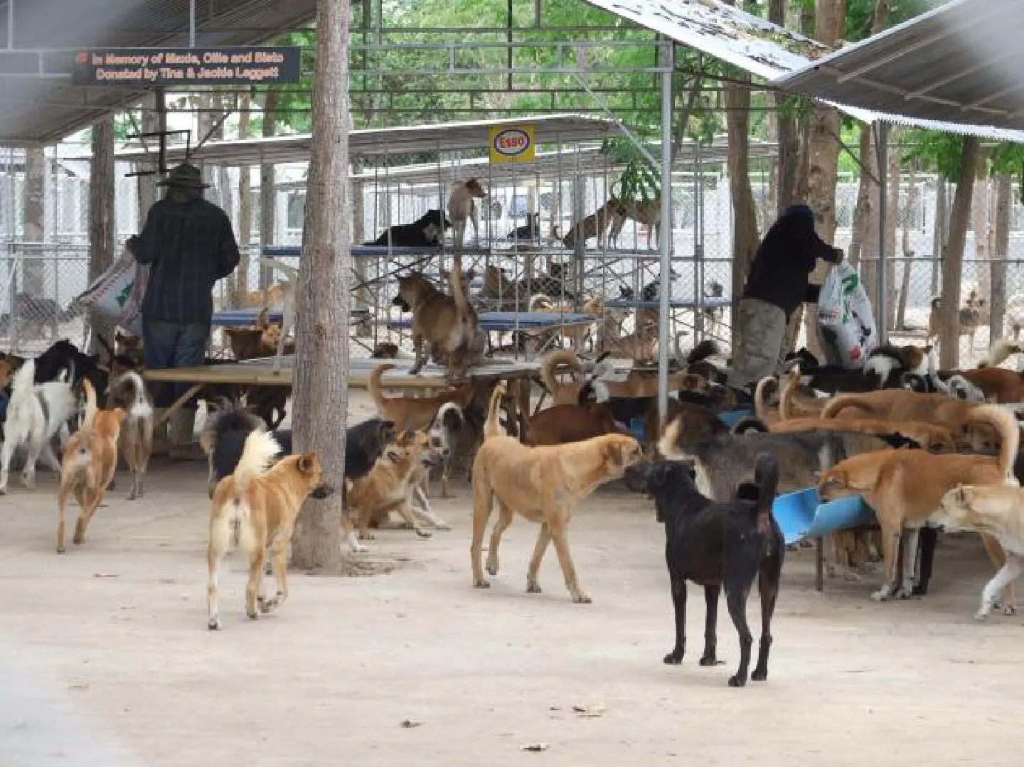 Appeal for warm clothes, food for dogs Appeal for warm clothes, food for dogs
