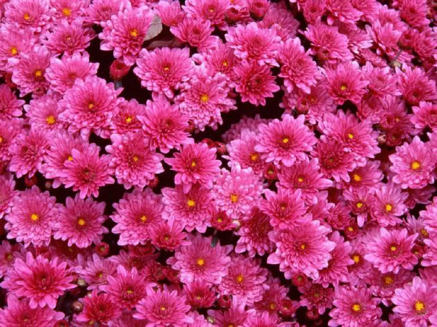 Flower power