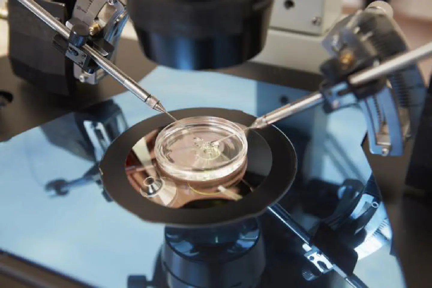 A new option in |assisted reproduction A new option in |assisted reproduction