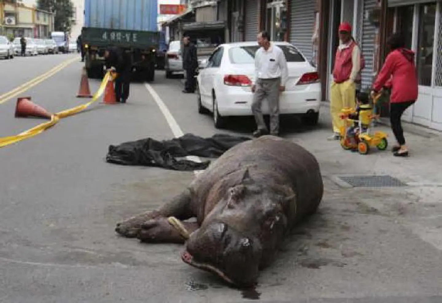 Injured hippo dies, owner faces jail term Injured hippo dies, owner faces jail term