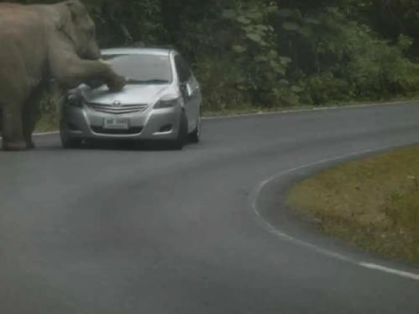 Bull elephant causing strife at Khao Yai Bull elephant causing strife at Khao Yai