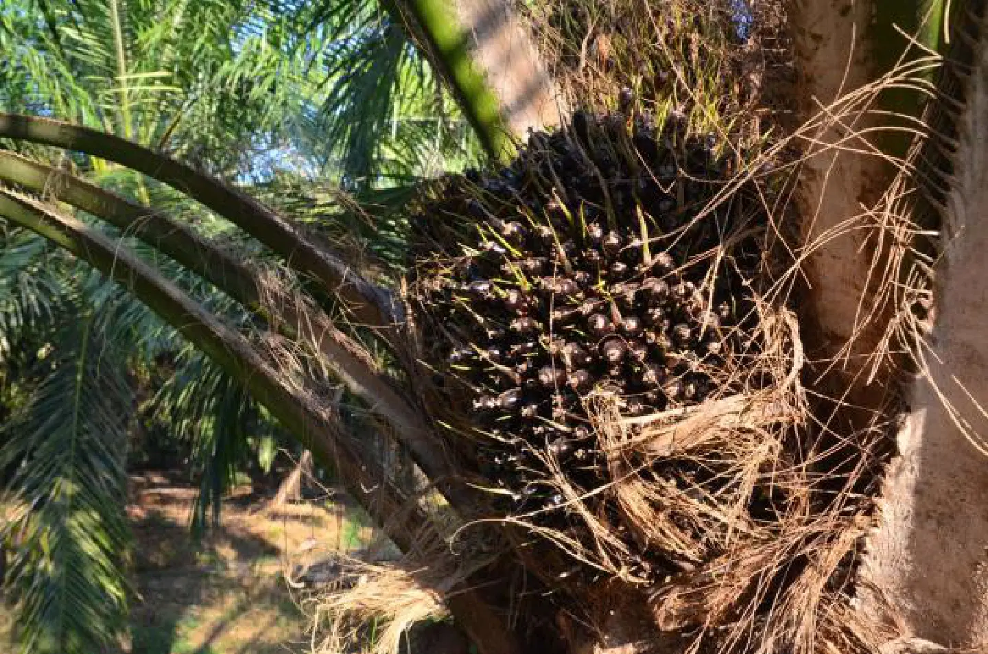 Palm-oil farmers oppose import plans Palm-oil farmers oppose import plans
