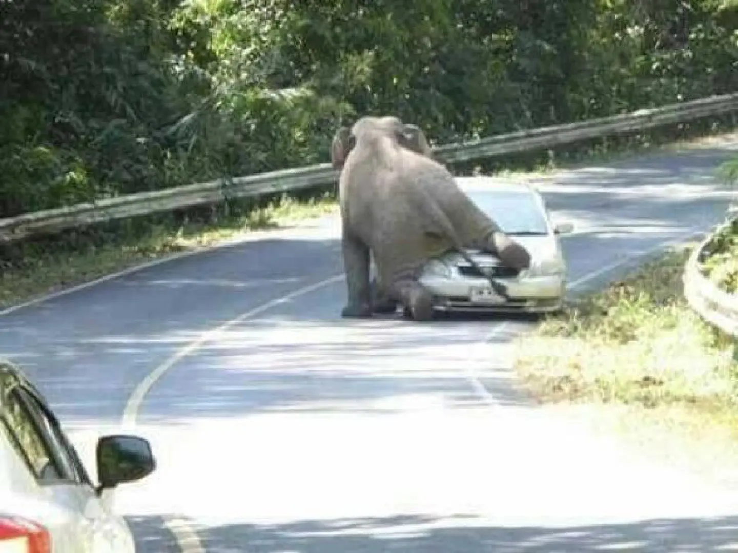 National park closes earlier to facilitate elephant feeding National park closes earlier to facilitate elephant feeding
