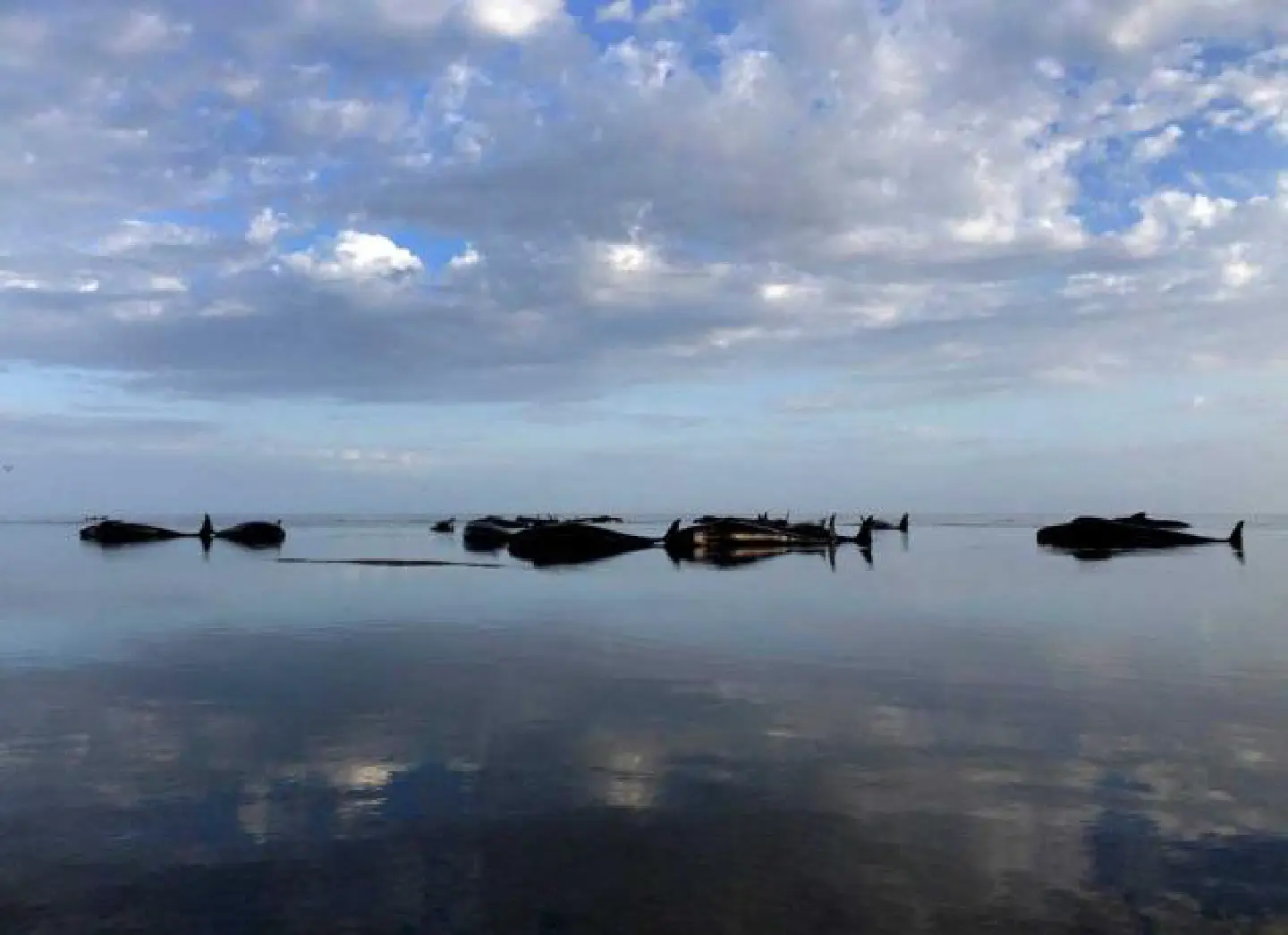 Over 100 whales dead after washing up on beach Over 100 whales dead after washing up on beach