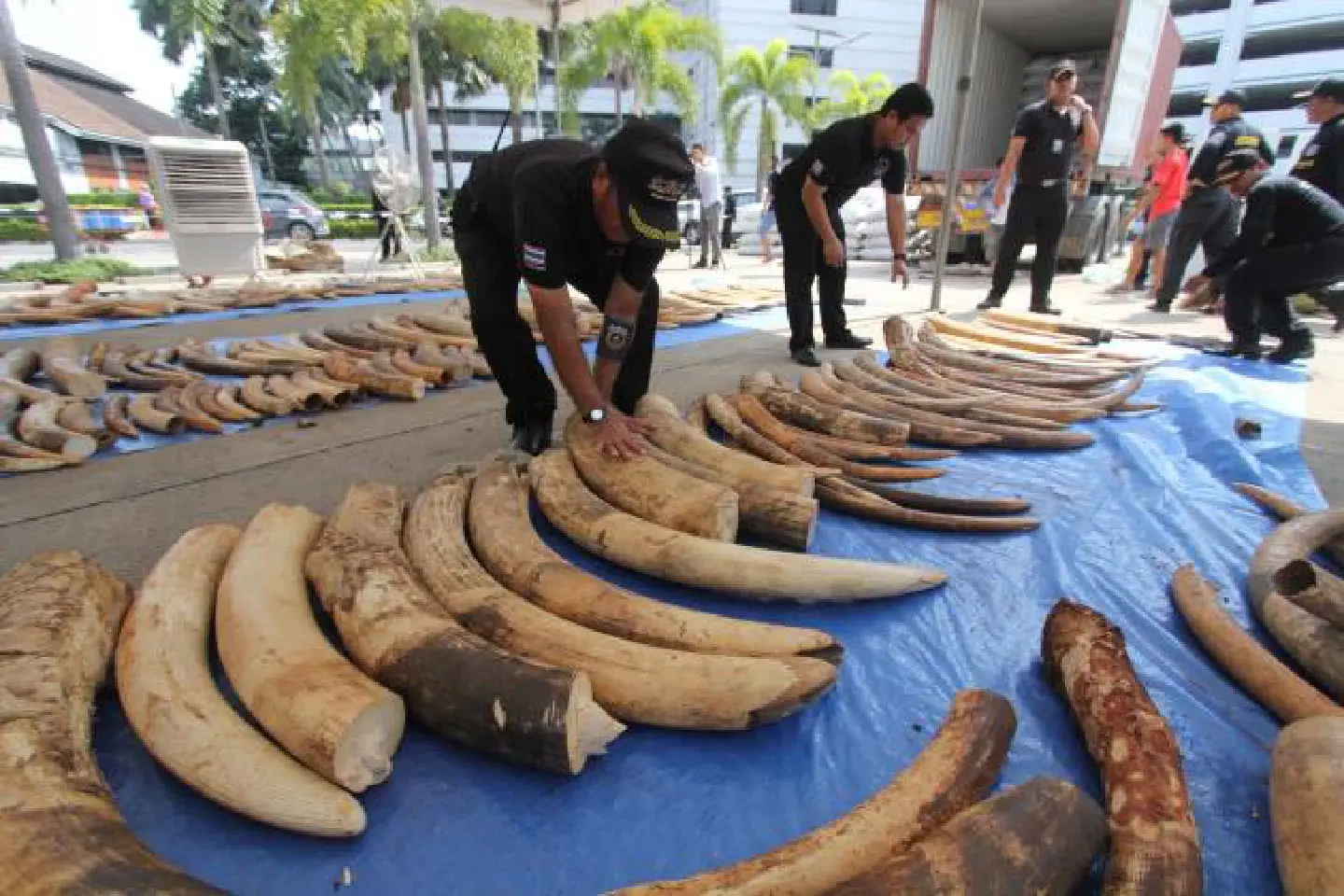 Another big load of African tusks seized Another big load of African tusks seized