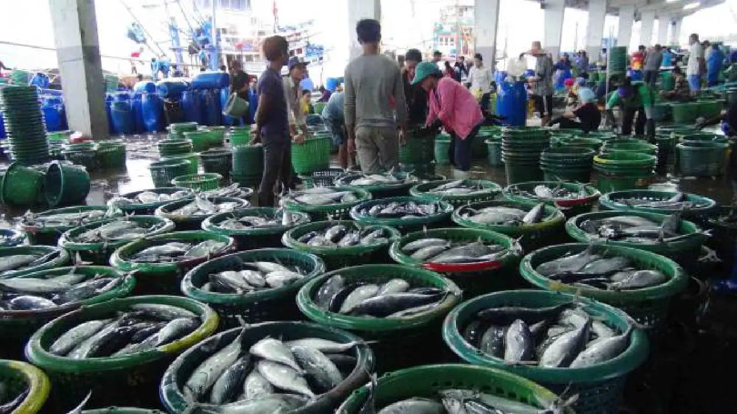 Fishing trawlers 'need proper monitoring' Fishing trawlers 'need proper monitoring'