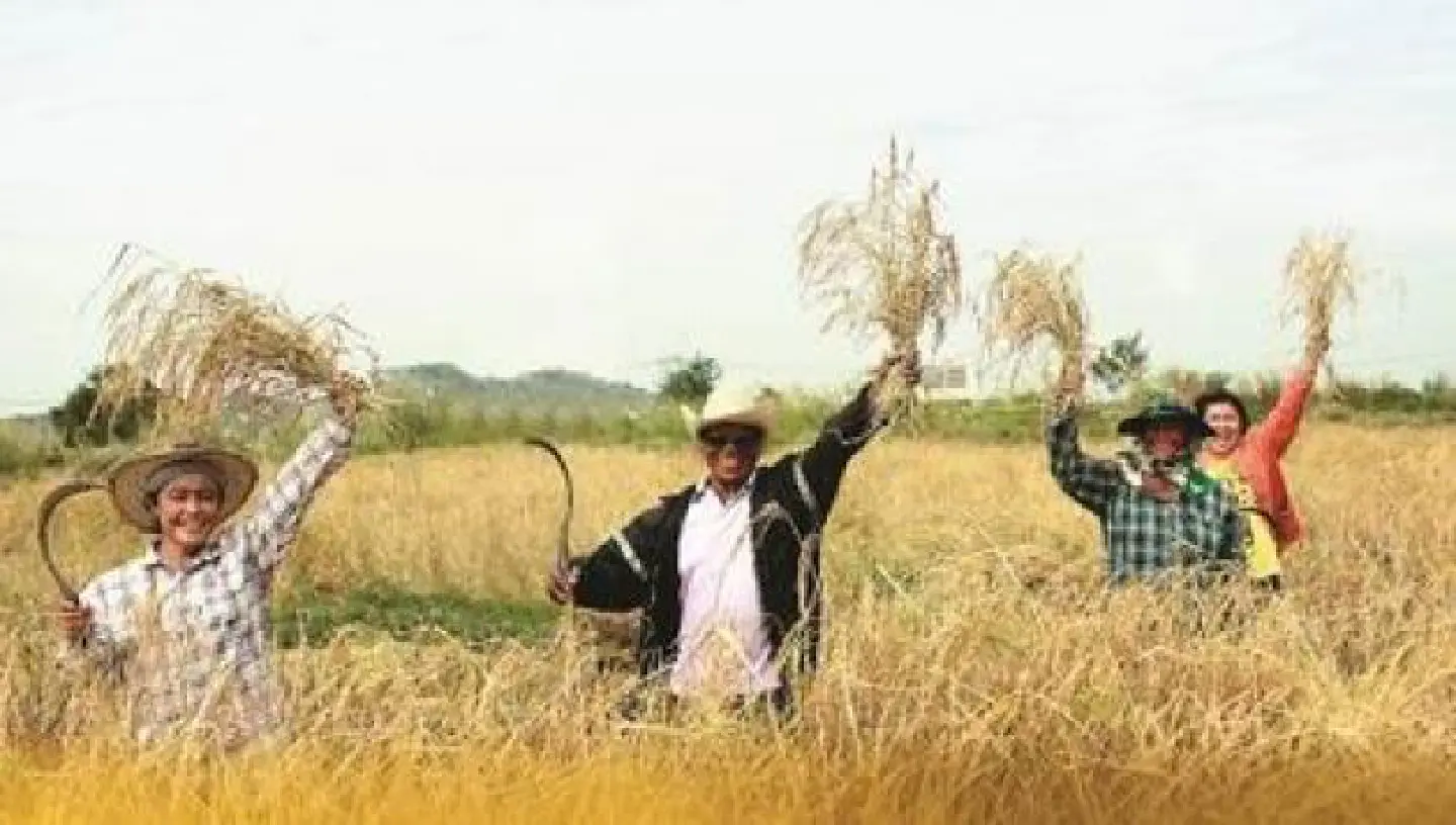 Flood-hit community bounces back with own rice brand Flood-hit community bounces back with own rice brand