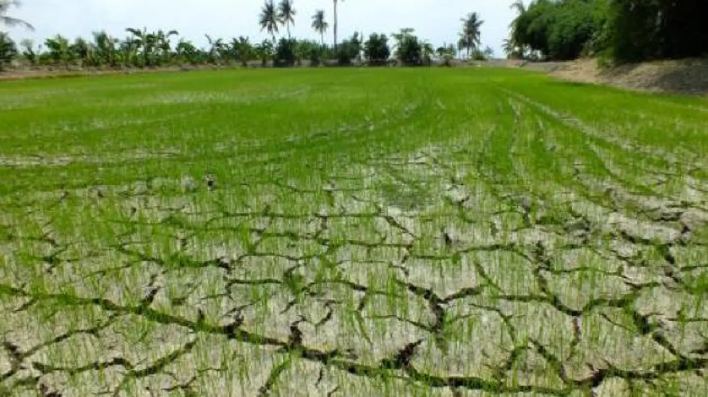Farmers urged to cut or drop second crop Farmers urged to cut or drop second crop