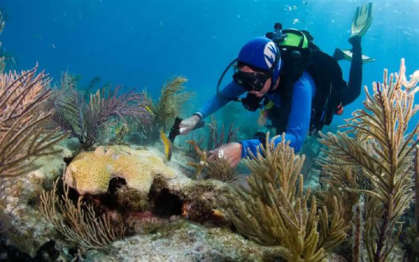 Restoring the reefs Restoring the reefs