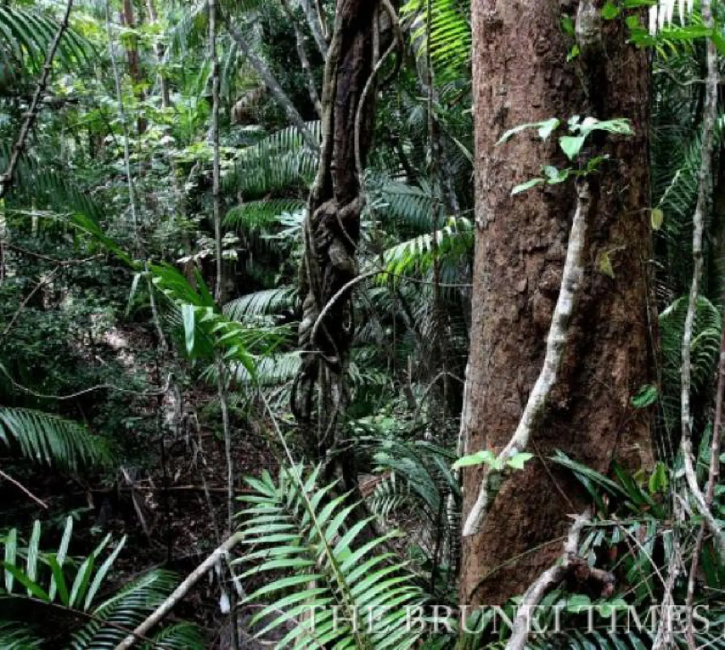 Brunei eyes ecotourism industry