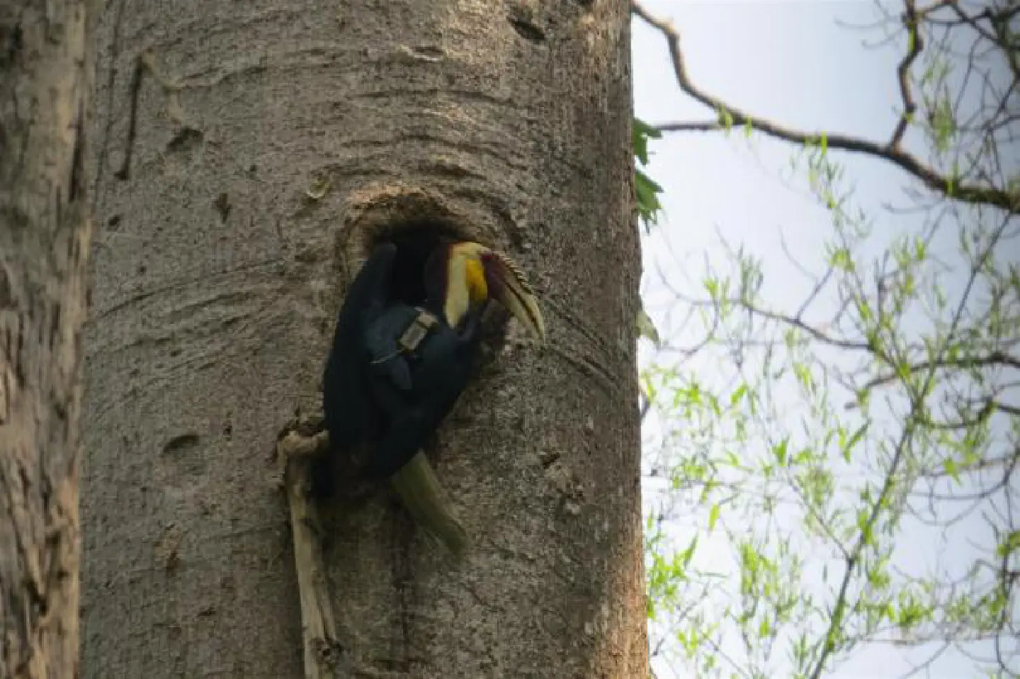 Where have all the hornbills gone? Where have all the hornbills gone?