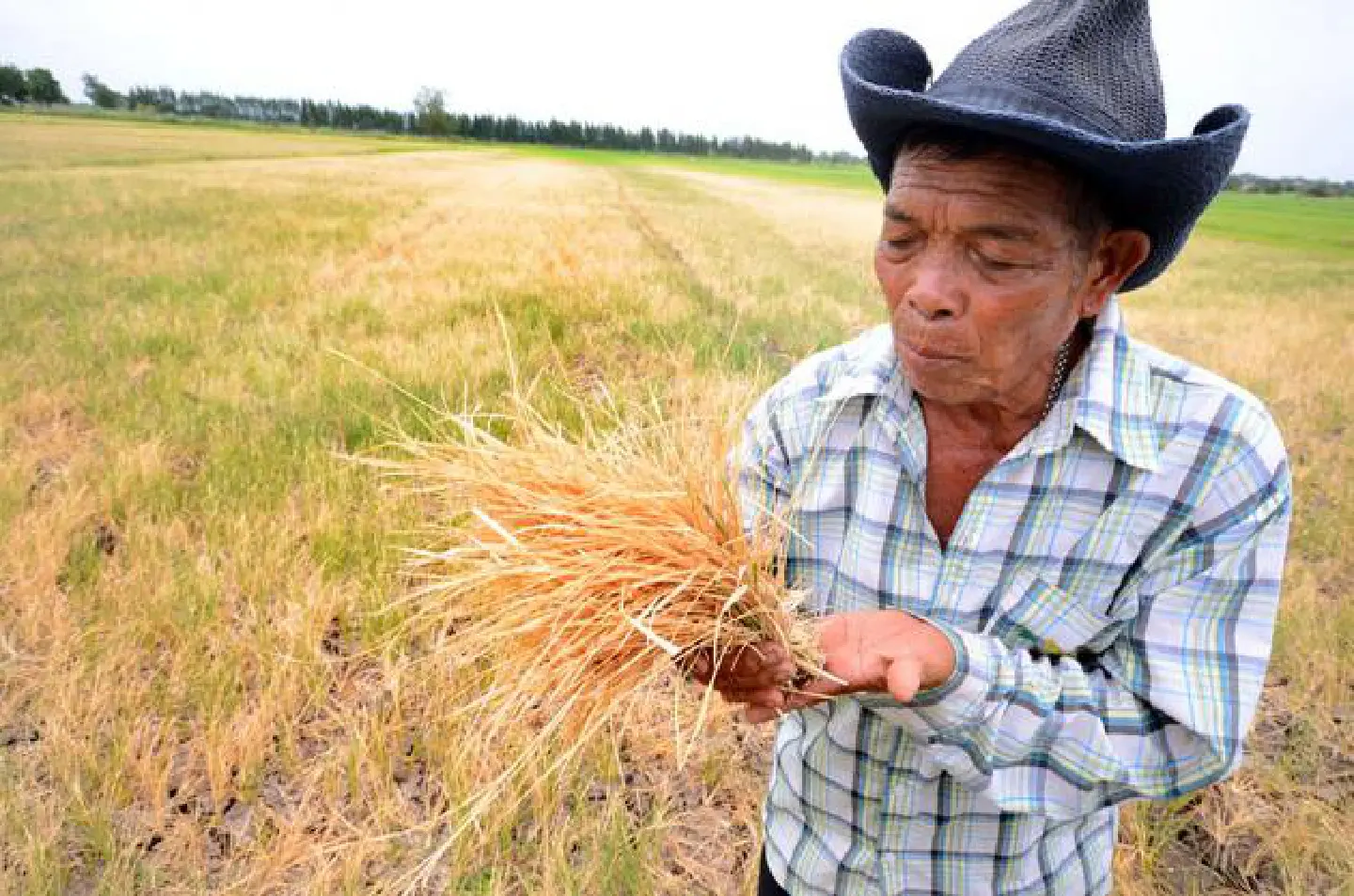 Cash-strapped farmers forced to watch crops wither away