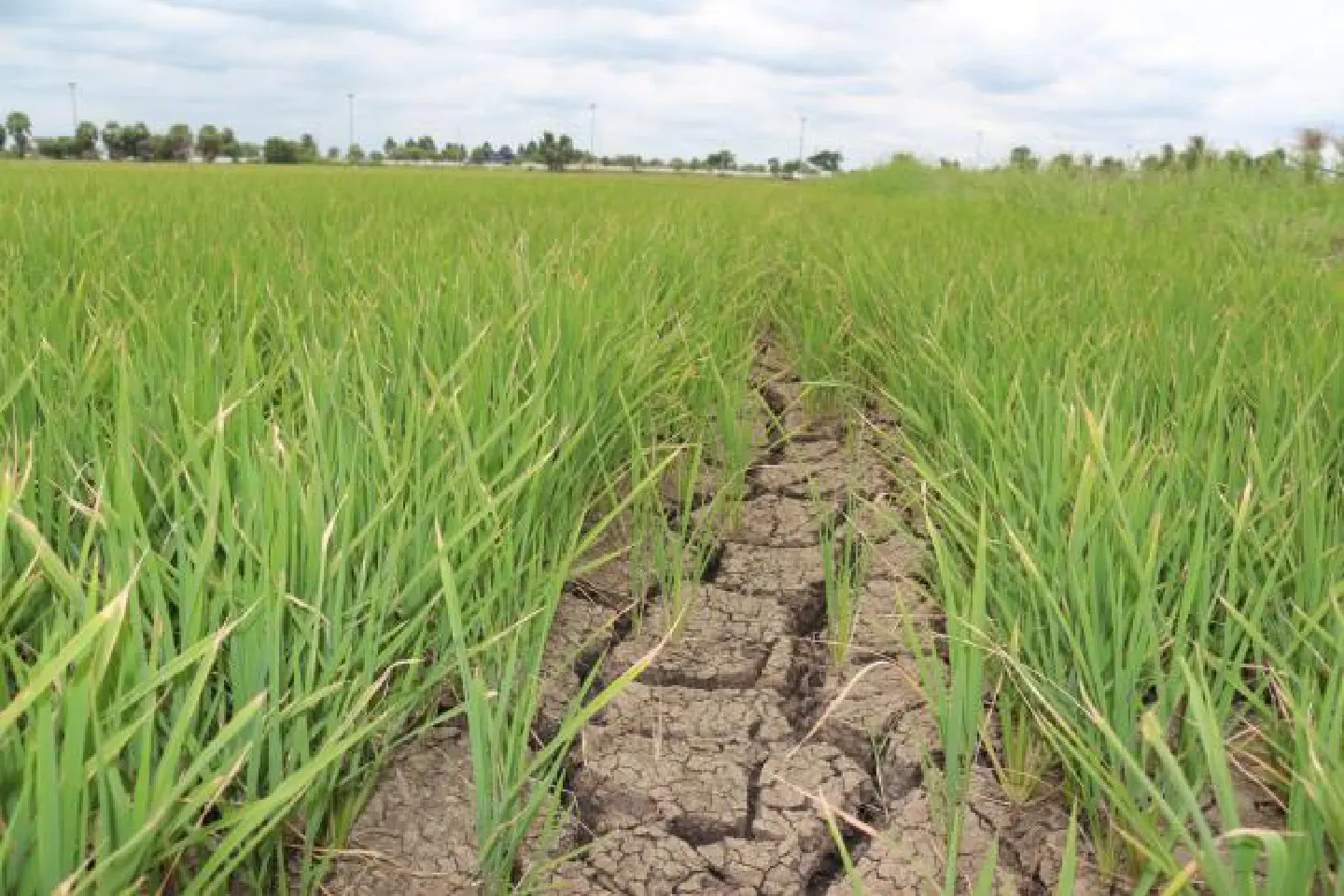 Small water flow brings joy to rice farmers Small water flow brings joy to rice farmers