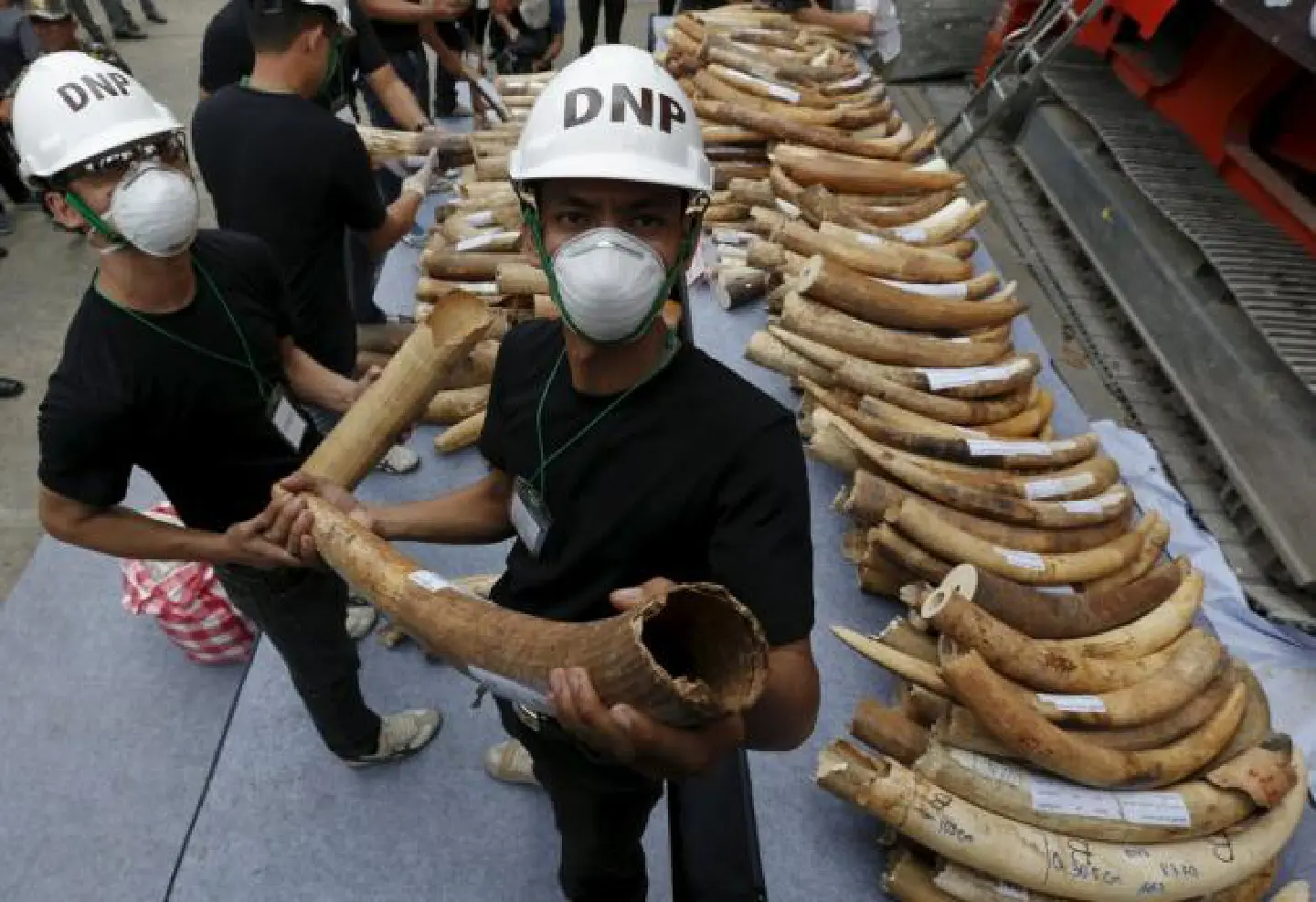 Thailand destroys ivory stockpile amid junta crackdown Thailand destroys ivory stockpile amid junta crackdown