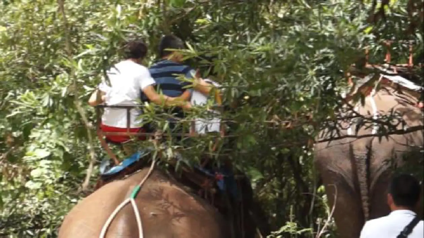 Jumbo kills mahout, runs off with tourists Jumbo kills mahout, runs off with tourists