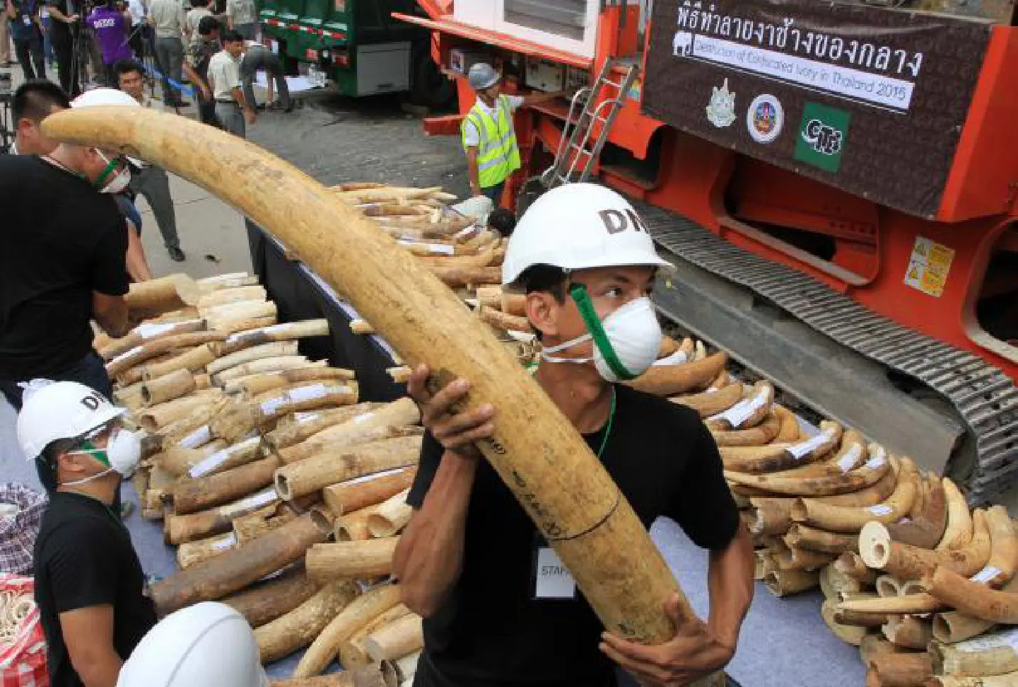 US praises Thailand for crushing 2.1 tonnes of illegal ivory US praises Thailand for crushing 2.1 tonnes of illegal ivory