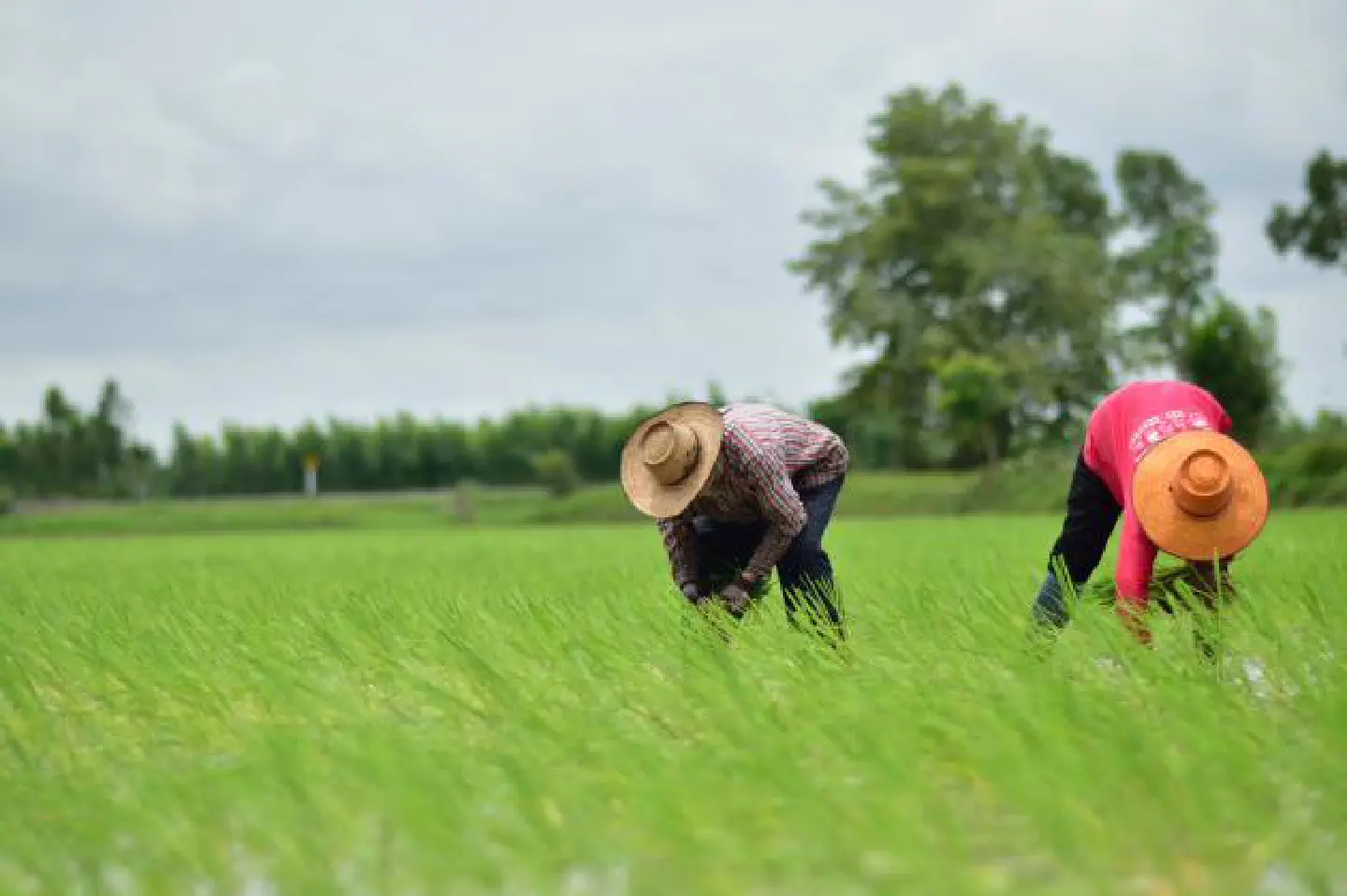 Tough blow for rice farmers already in debt