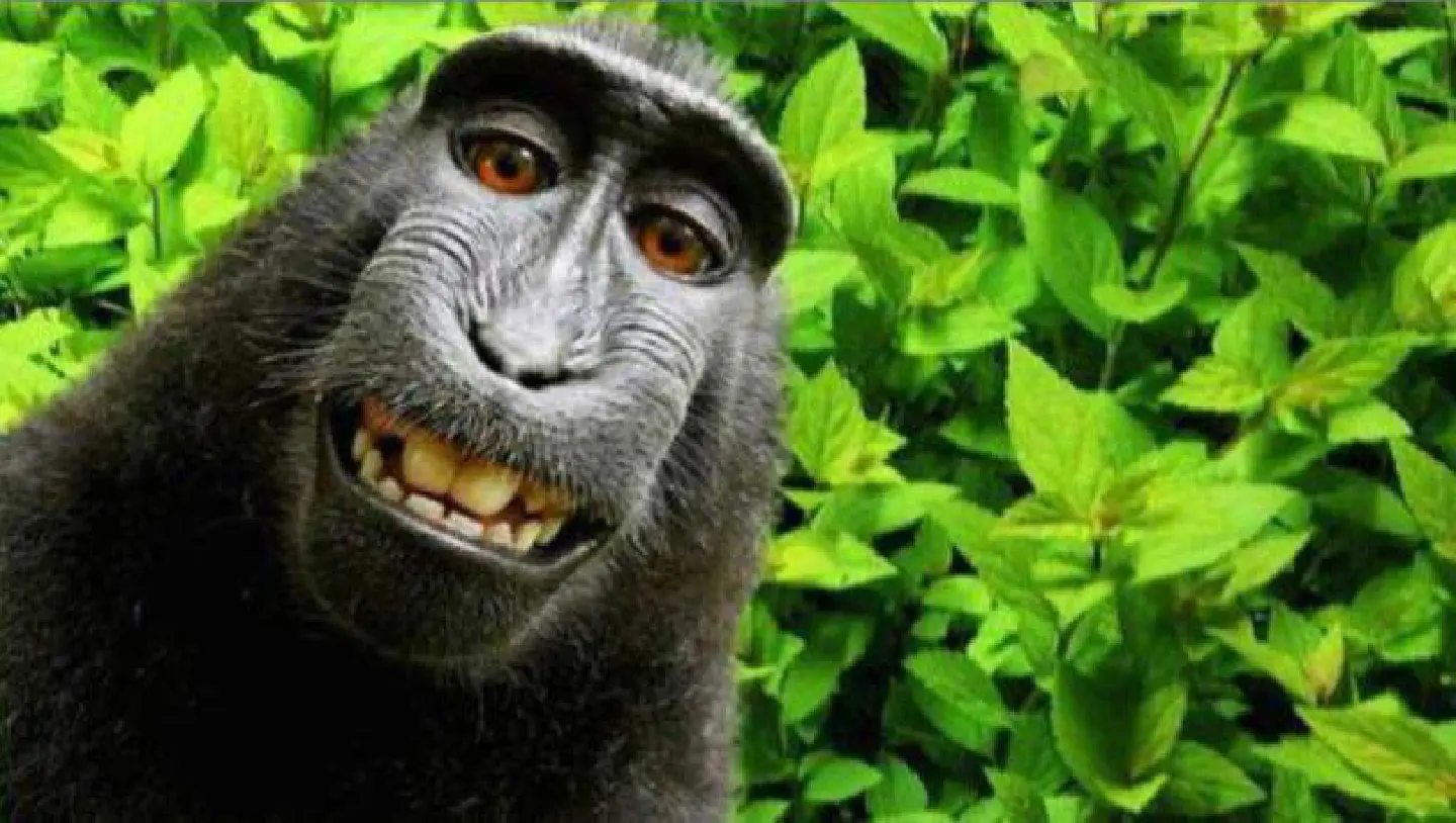 Monkey who took grinning 'selfie' should own copyright : Peta Monkey who took grinning 'selfie' should own copyright : Peta